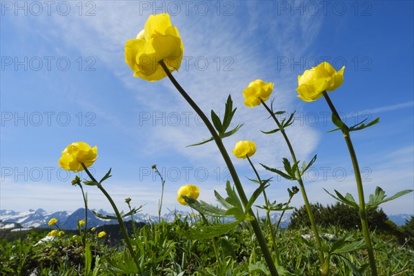 Blooming Globeflowers (Trollius europaeus)