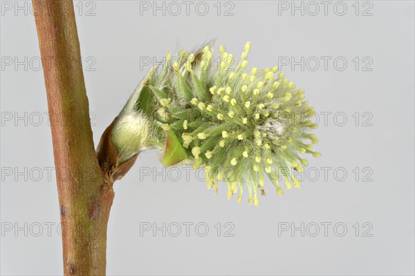 Goat willow (Salix caprea)