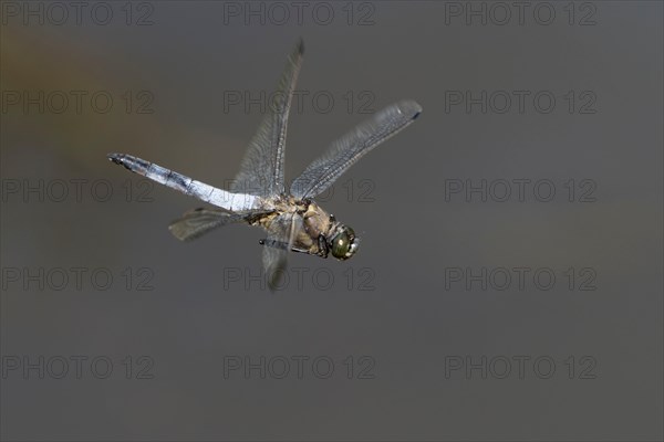 Black tailed Skimmer (Orthetrum cancellatum)