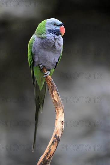 Lord Derby's parakeet (Psittacula derbiana)