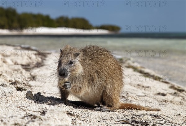 Desmarest's hutia (Capromys pilorides)