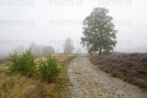 Heathland