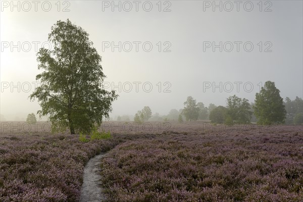 Heathland