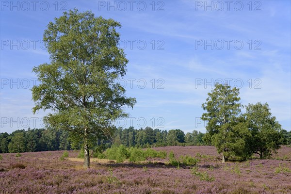 Heathland