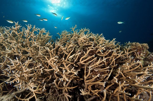 Dense branches of staghorn coral (Acropora cervicornis)