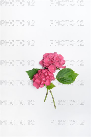 Flowers of a Bigleaf Hydrangea (Hydrangea macrophylla)