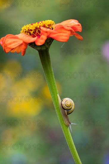 Snail (Cepaea) on stem of Zinnia (Zinnia elegans)