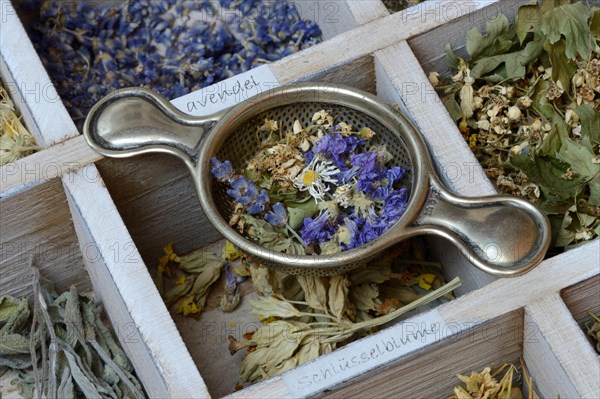 Various dried plants in wooden box with tea strainer