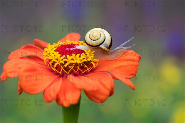 Snail (Cepaea) on flower of Zinnia (Zinnia elegans)