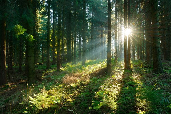 Spruce forest flooded with light