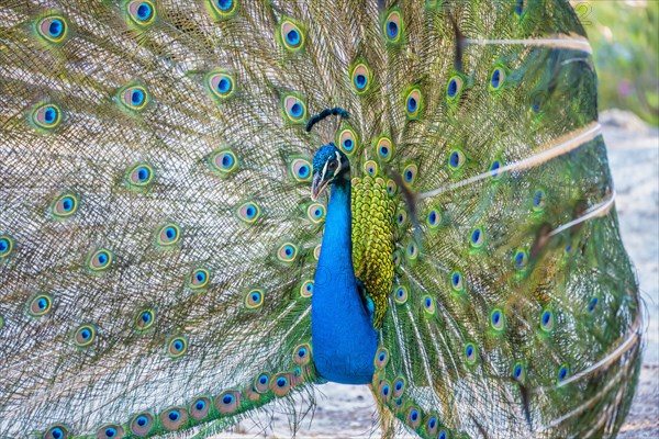 Indian peafowl (Pavo cristatus) beats wheel