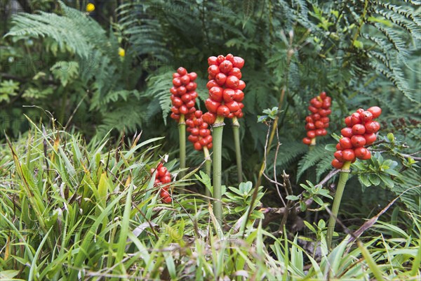 Common arum (Arum maculatum)