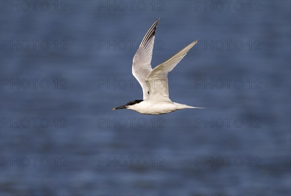 Sandwich Tern (Thalasseus sandvicensis) in flight