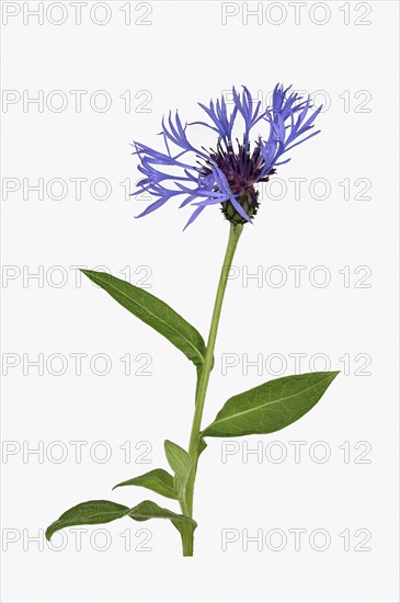 Perennial cornflower (Cyanus montanus)