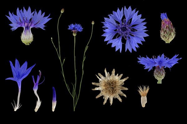 Cornflower (Centaurea cyanus)