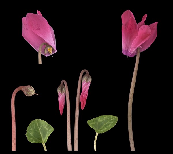 Indoor Alpine violet (Cyclamen persicum Hybride)