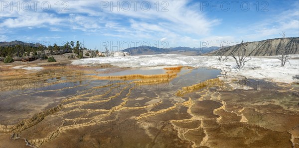 Dead trees on sinter terraces