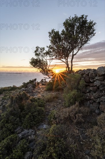 Sunset behind trees