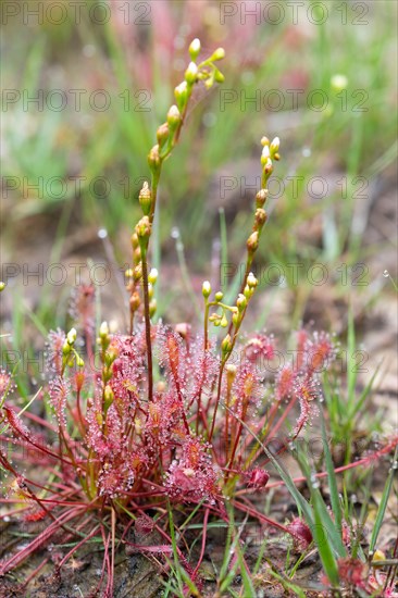 English sundew (Drosera anglica) (Syn.: Drosera longifolia)