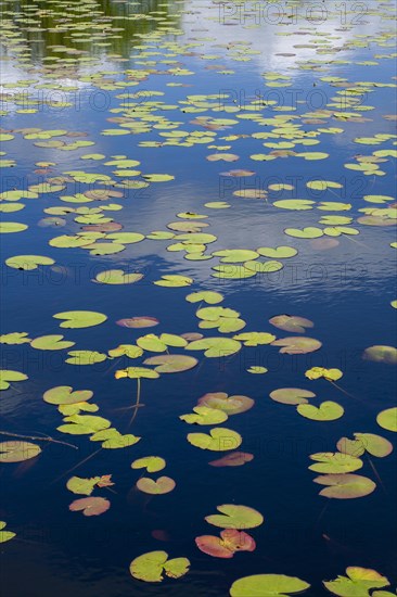 Pond rose leaves