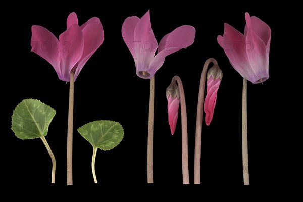 Persian cyclamen (Cyclamen persicum hybrid)