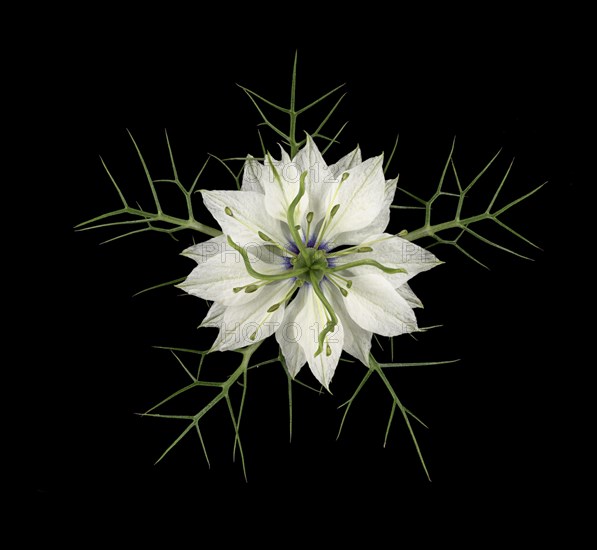 Love in a mist (Nigella damascena)