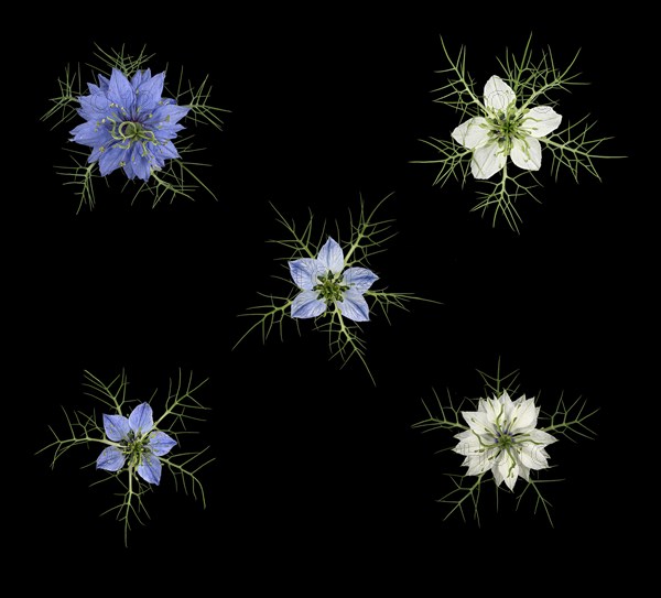 Love in a mist (Nigella damascena)