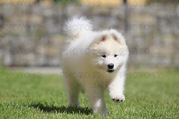 Samoyed Domestic dog (Canis lupus familiaris)