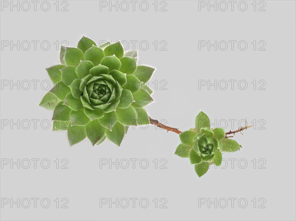 Mountain houseleek (Sempervivum montanum)