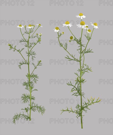 German chamomile (Matricaria chamomilla)