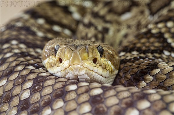 Mexican west coast rattlesnake (Crotalus basiliscus)