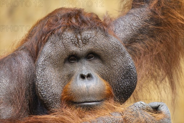 Orangutan (Pongo)