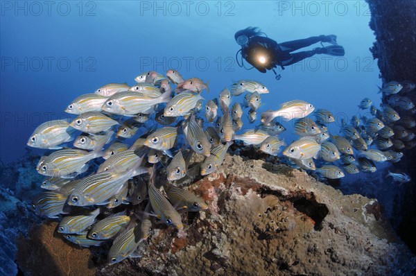 Diver observes shoal of luminous spotted road sweeper (Gnathodentex aurolineatus)