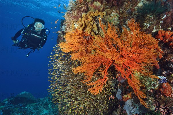 Diver looking at coral reef with Pigmy sweepers (Parapriacanthus ransonneti)