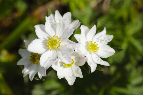 Flowering silverwort (Dryas octopetala)