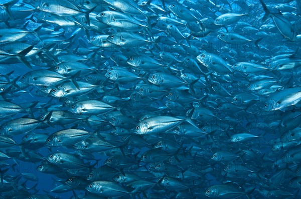 Shoal of Bigeye trevally (Caranx sexfasciatus)