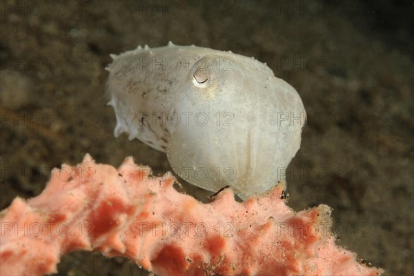 Blunt-thorned Sepia (Sepia bandensis)