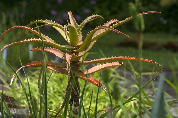Krantz aloe (Aloe arborescens)