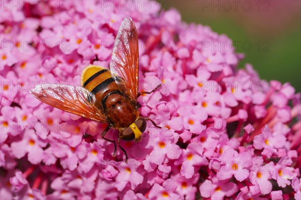 Hornet hoverfly