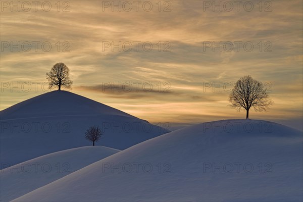 Linden trees in drumlin landscape