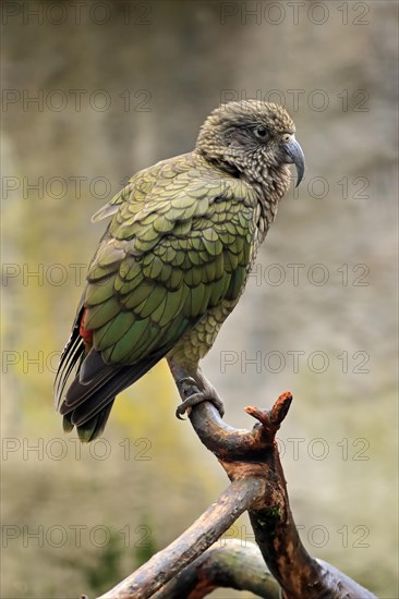 Kea (Nestor notabilis)