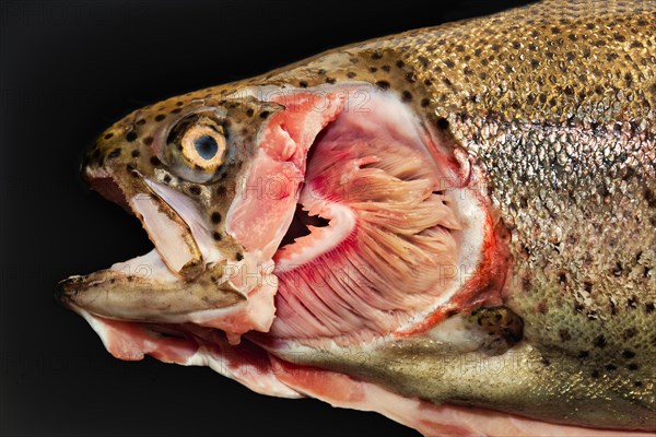 Exposed gills of a Rainbow trout (Salmo gairdneri) (Syn.: Parasalmo mykiss) farmed as a salmon trout (S. irideus)