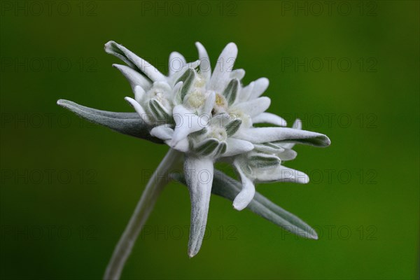 Edelweiss