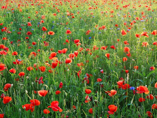 Poppy flowers (Papaver rhoeas) Poppy field in bloom