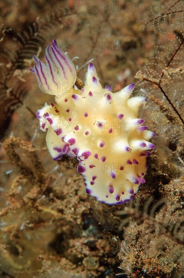 Magnificent star snail