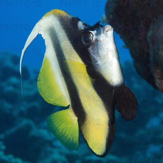 Close-up of Red Sea bannerfish (Heniochus intermedius)