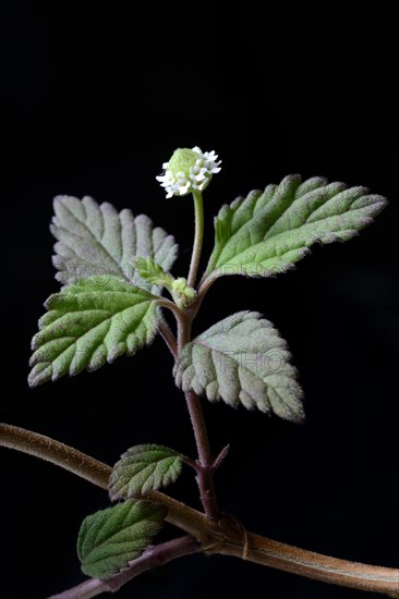 Aztec sweet herb