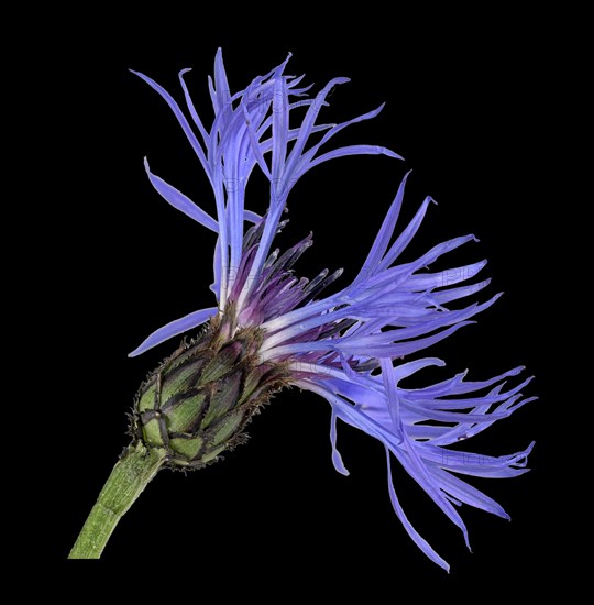 Mountain knapweed (Cyanus montanus)