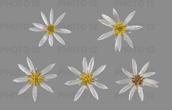 White wood aster (Eurybia divaricata)