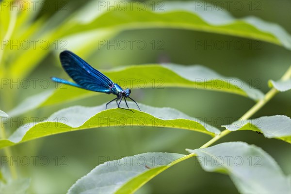 Beautiful demoiselle (Calopteryx virgo)